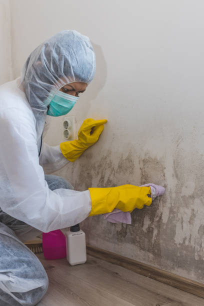 Best Basement Mold Removal  in Teutopolis, IL